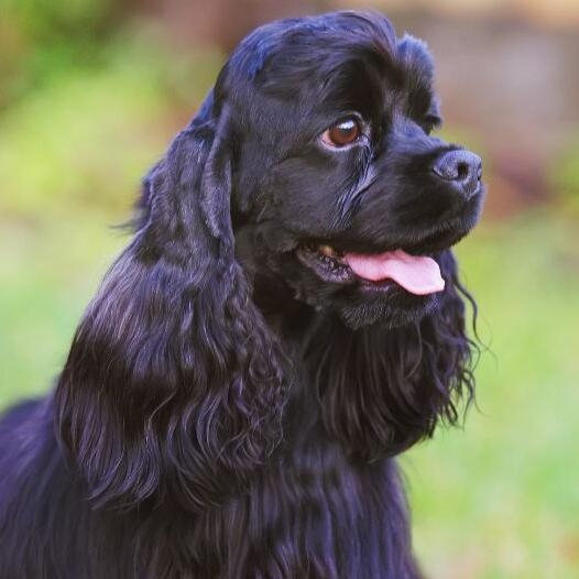 Small black clearance cocker spaniel